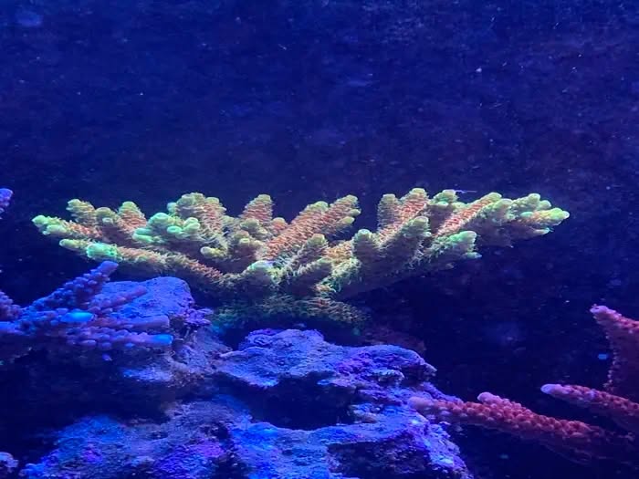 Green tipped Acropora