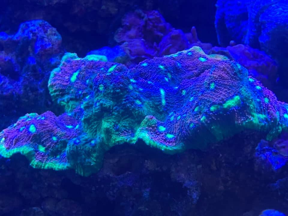 Glowing brain coral under actinic light