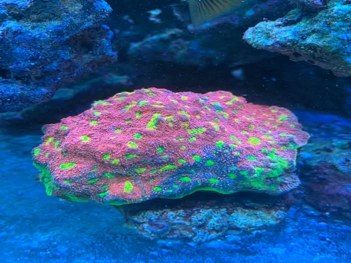 Green-eyed chalice coral