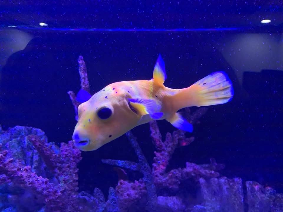Dogface puffer in a reef tank