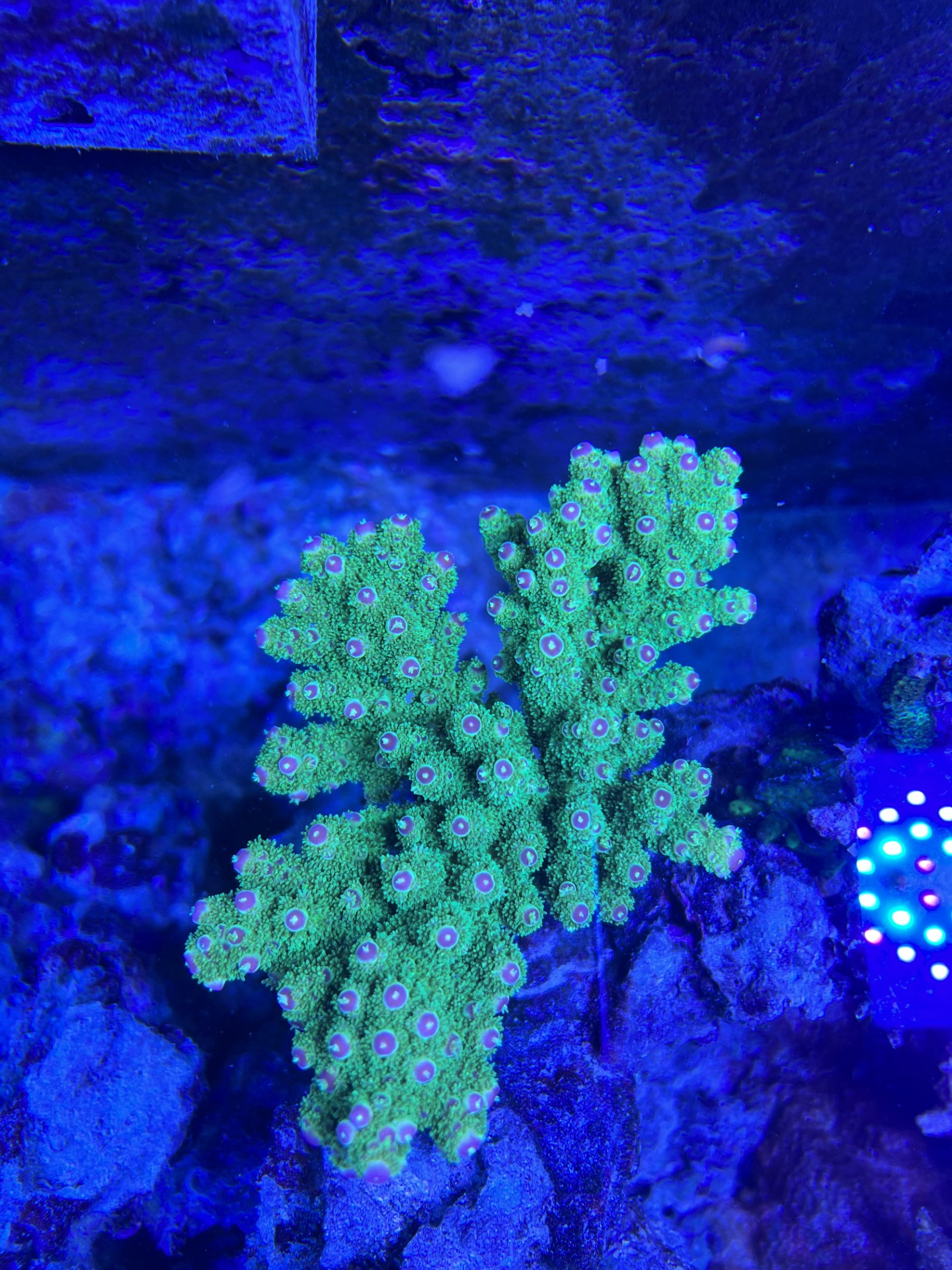 Green Acropora colony