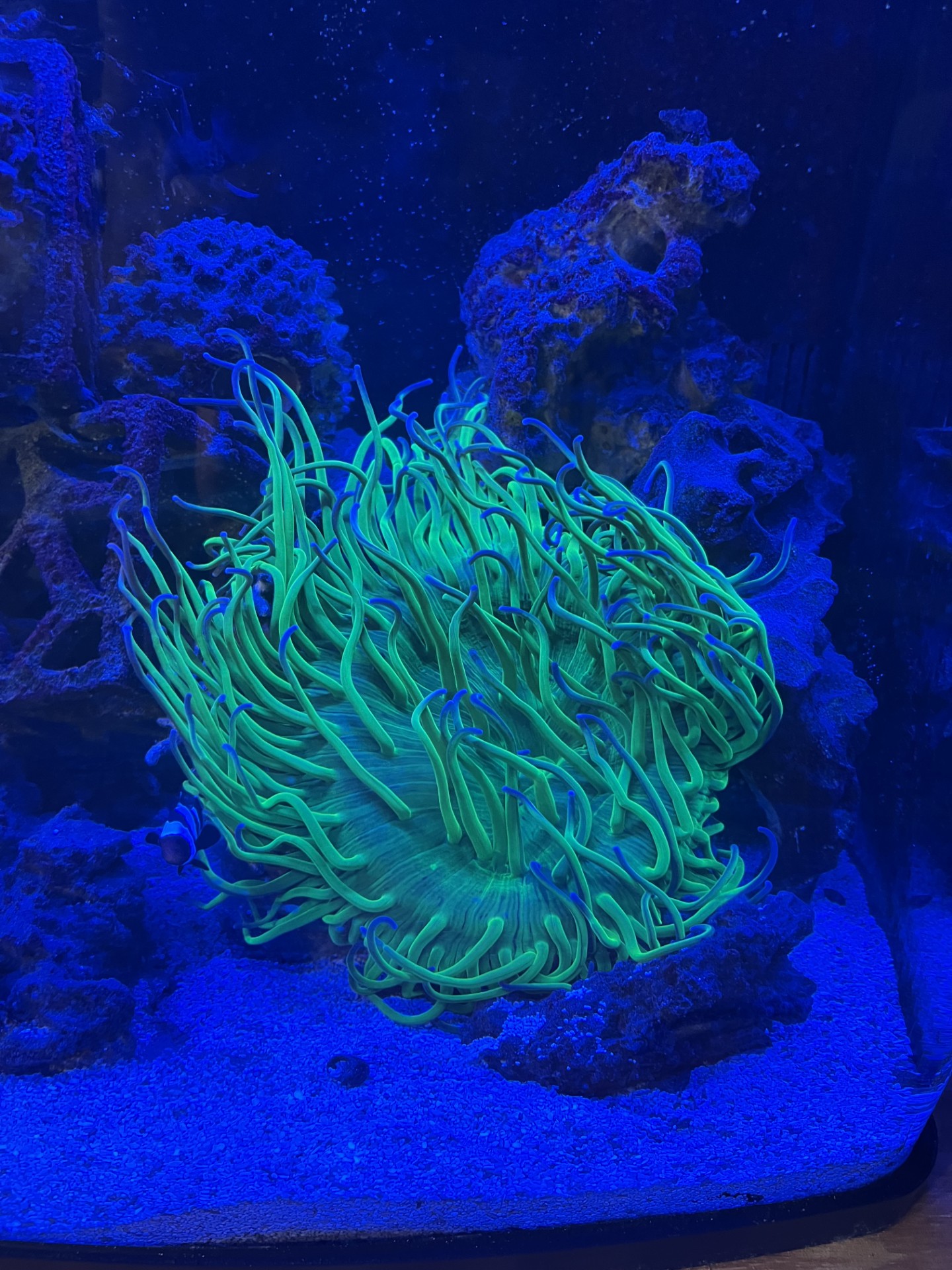 Vivid green anemone