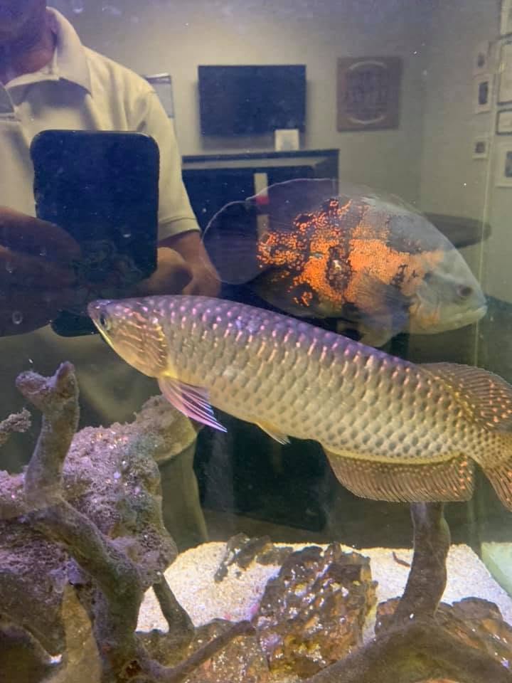 A healthy koi in hand during service