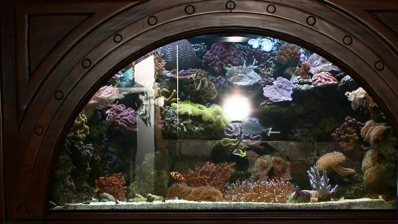 Custom archway reef tank in ornate wood cabinet