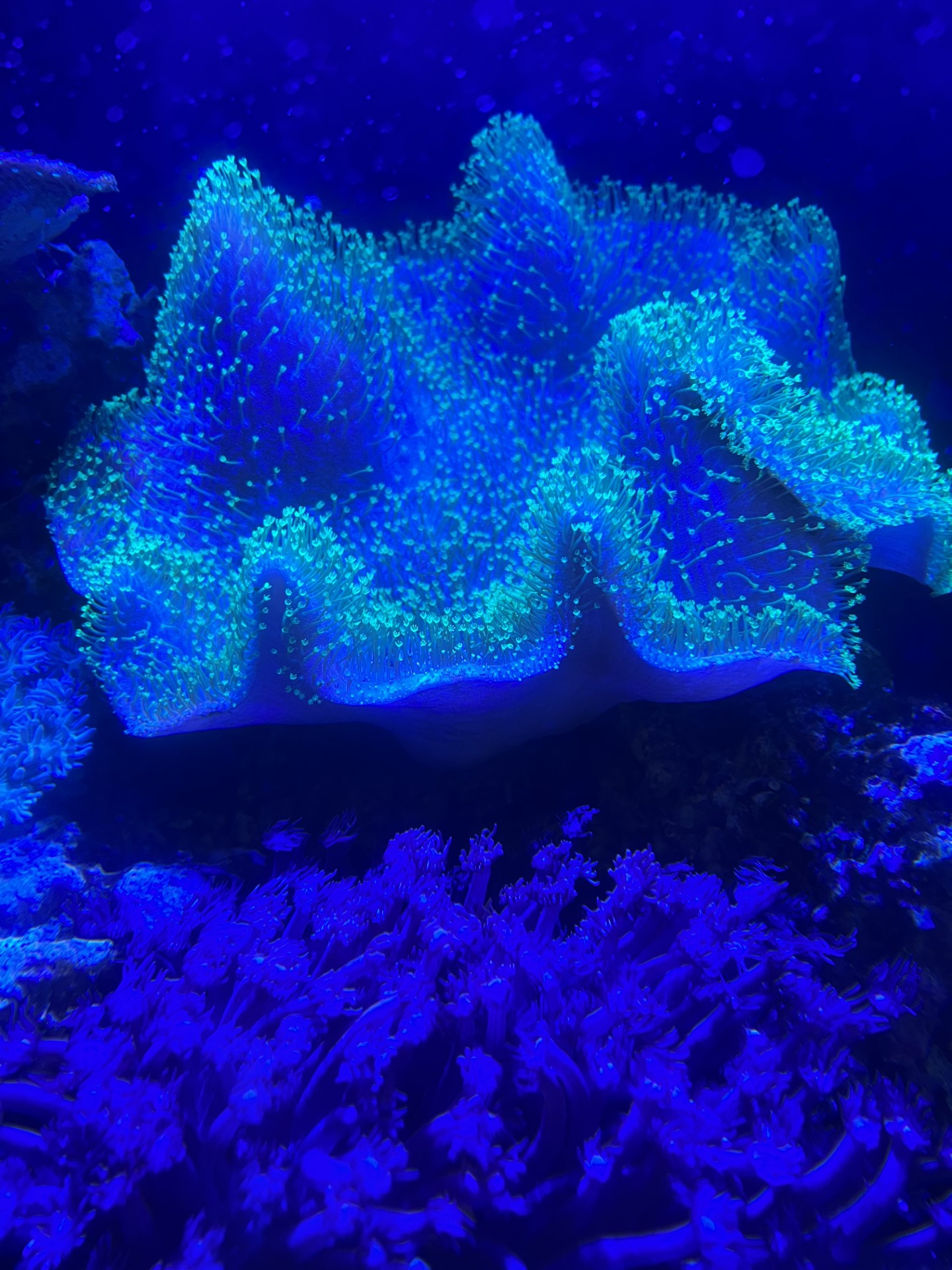 Blue-lit cabinet reef tank