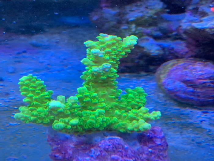 Aquarium installation — clownfish in anemone