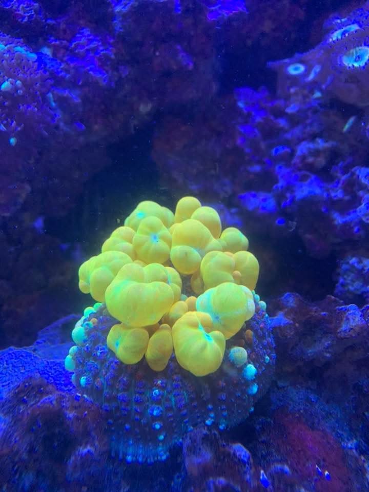 Built-in wall reef aquarium