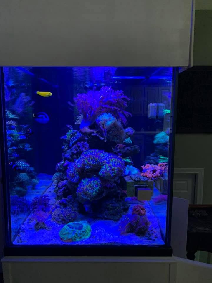 Cube reef aquarium in a home cabinet