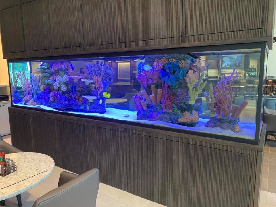 Reef aquarium used as a room divider