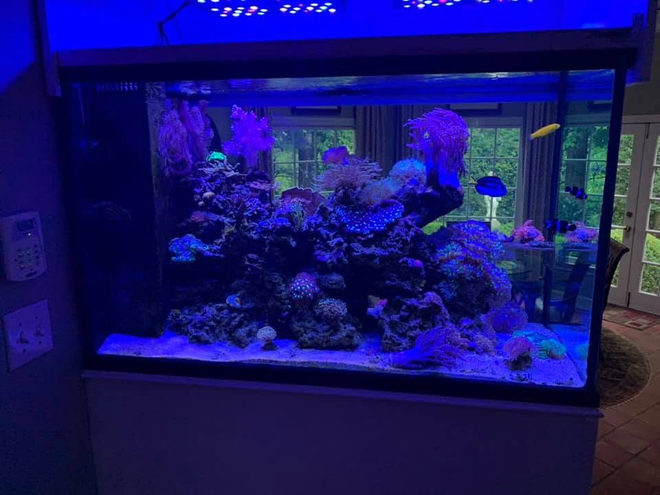 Rectangular reef aquarium on a stand