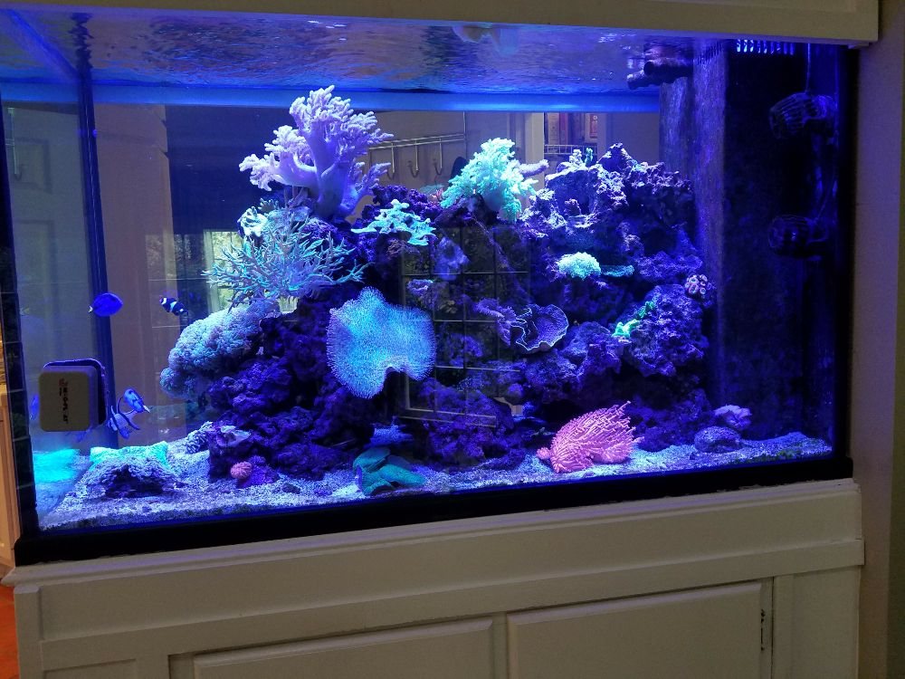 Aquarium Installation in Alpharetta, GA | Aquarium Center